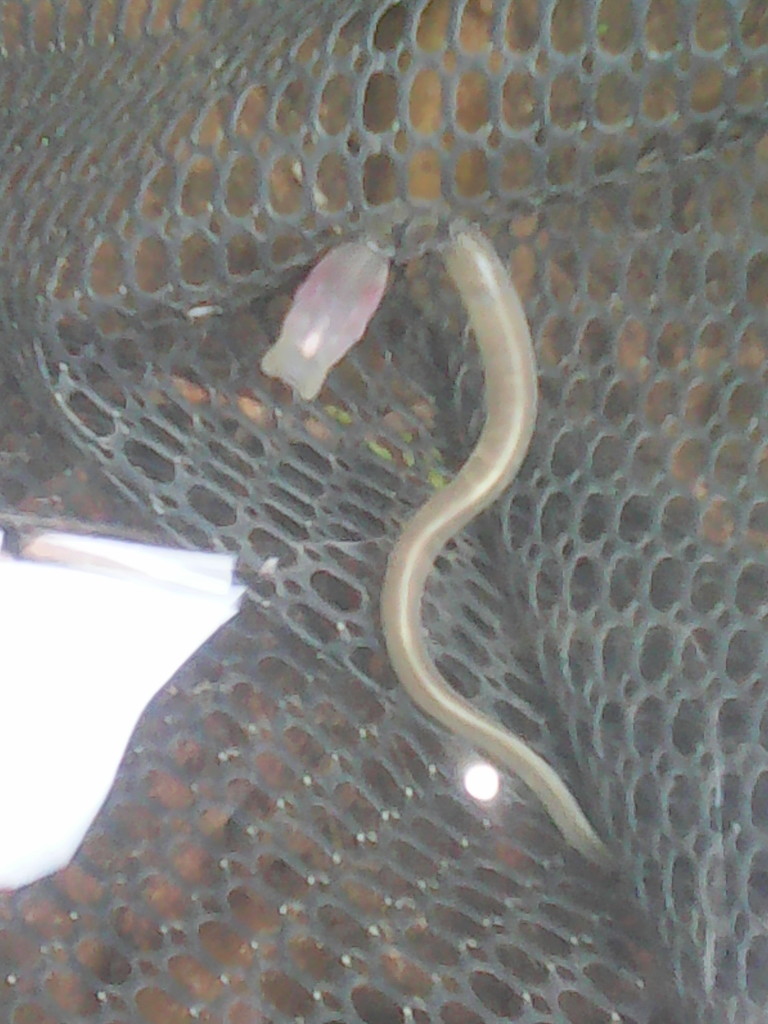 Jacona Lamprey