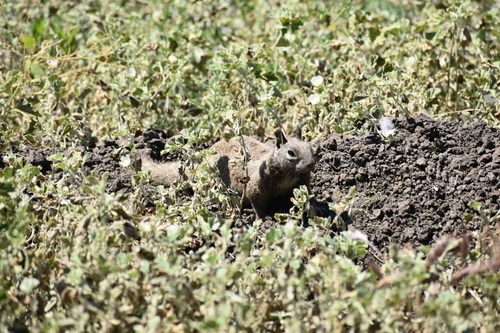 iNaturalist observation photo of California Ground Squirrel