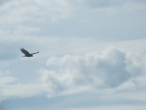 Turkey Vulture