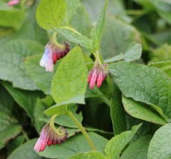 Symphytum × hidcotense