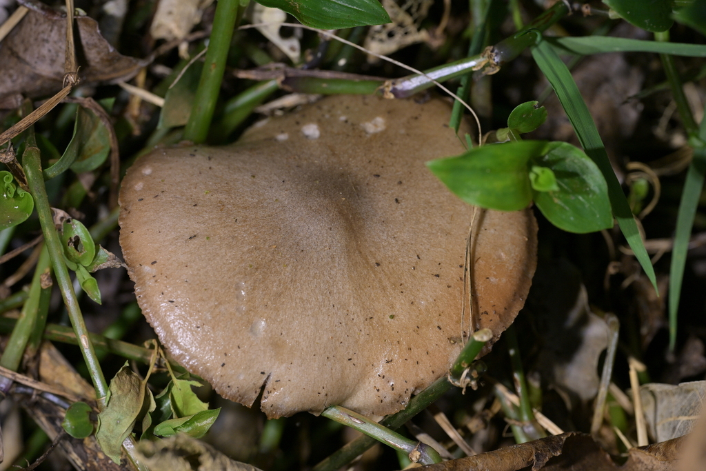 Volvopluteus gloiocephalus · May 2026 · photo: © christopherstephens (iNaturalist, cc-by)