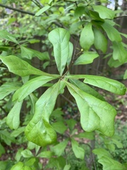 Quercus nigra