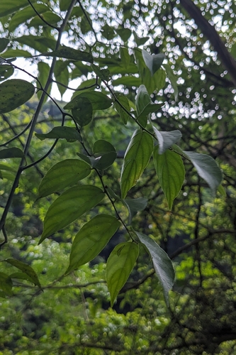 Ventilago leiocarpa, photograph 3