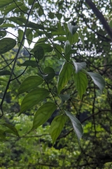 (c) 許文俊, some rights reserved (CC BY-SA) Ventilago leiocarpa, photograph (c) 許文俊, some rights reserved (CC BY-SA)