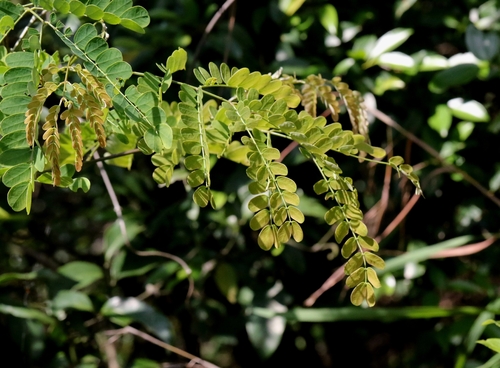 Albizia corniculata, 2026-04-26