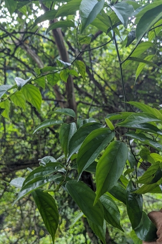 Ventilago leiocarpa, photograph 4