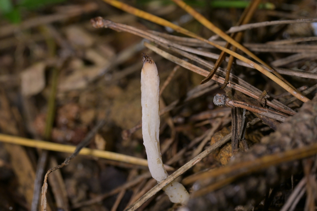 Clavulina rugosa · May 2026 · photo: © christopherstephens (iNaturalist, cc-by)