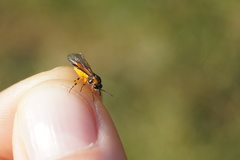 Athalia cordata
