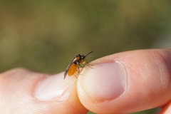 Athalia cordata