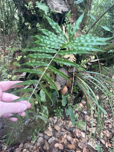 Pecluma longepinnulata