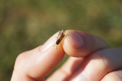 Athalia cordata
