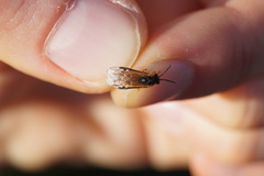Athalia cordata