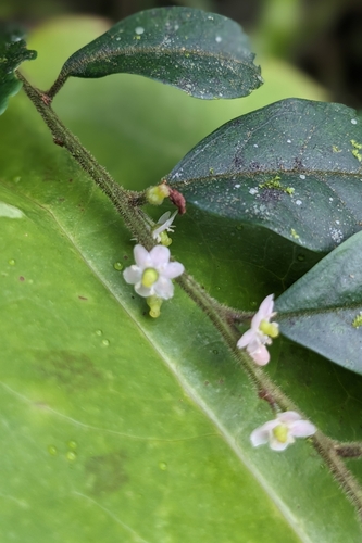 Ilex pubescens, photograph 6