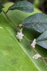 Ilex pubescens, photograph (c) 許文俊, some rights reserved (CC BY-SA)