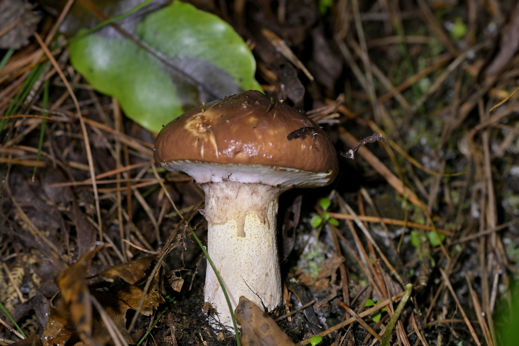 Suillus luteus · May 2026 · photo: © christopherstephens (iNaturalist, cc-by)