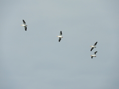 Pelecanus erythrorhynchos