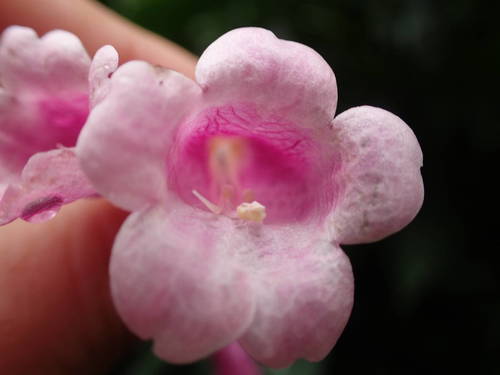 Strobilanthes hamiltoniana image