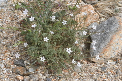 Saltugilia australis