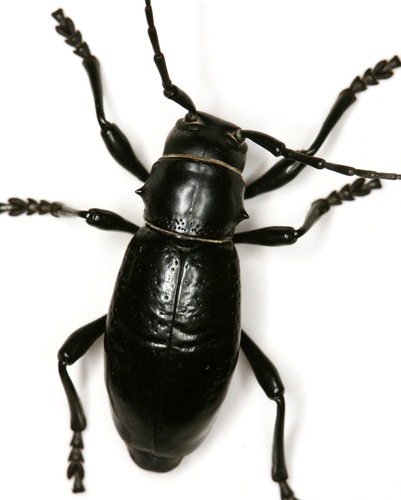 Moneilema armatum