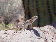 Crotaphytus nebrius