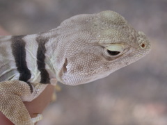 Crotaphytus nebrius