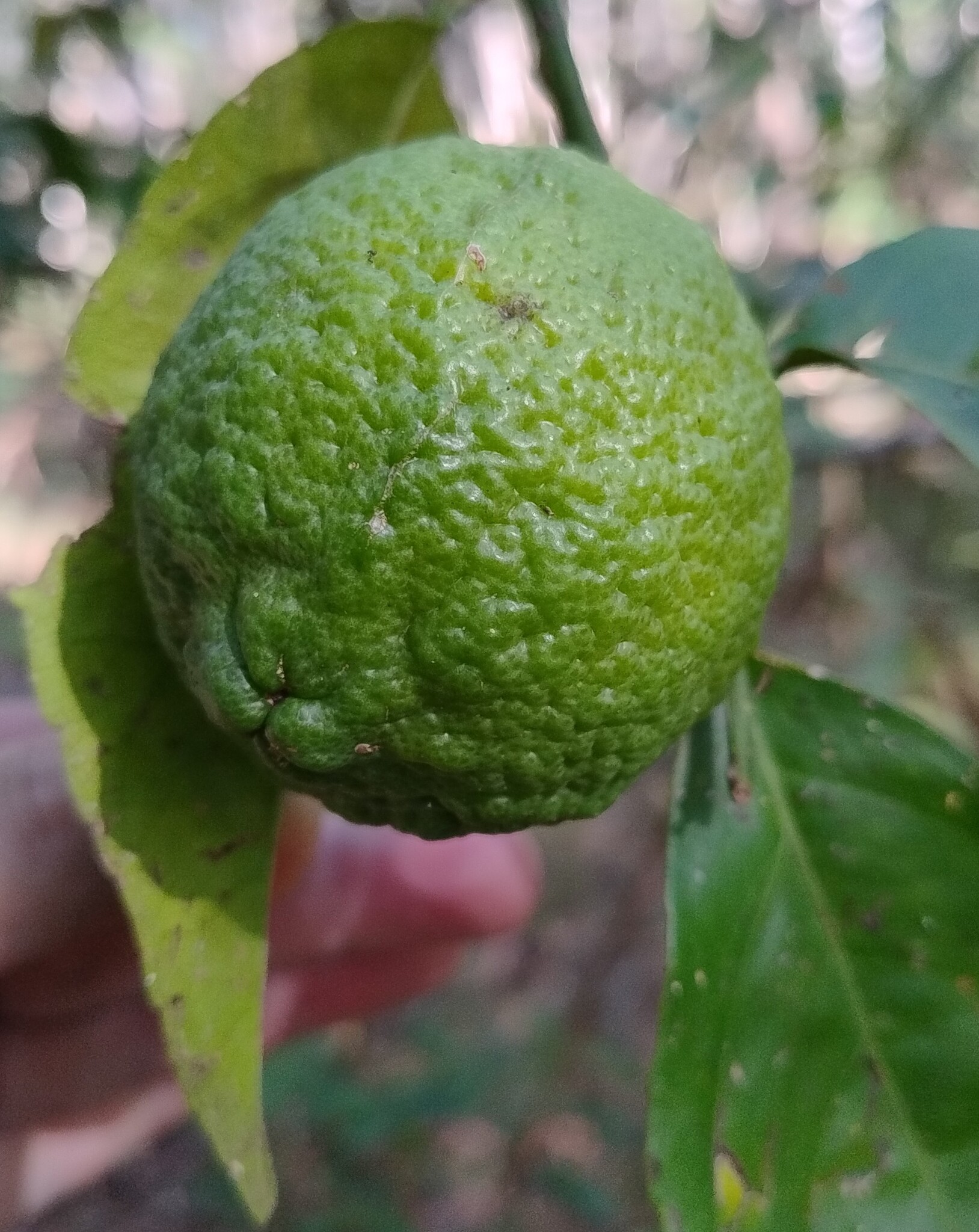 Imagem de Limão Taiti