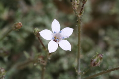 Saltugilia australis