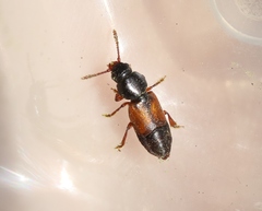 Anthonaeus agavensis