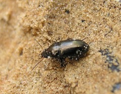 Amara tibialis