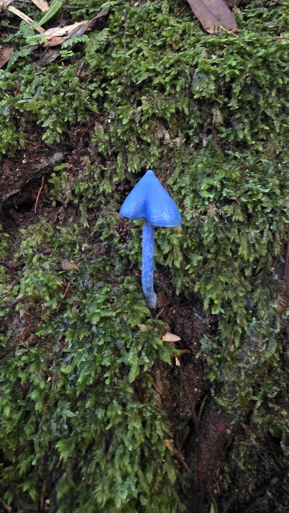 Entoloma hochstetteri · May 2026 · photo: © clarissa70 (iNaturalist, cc-by)