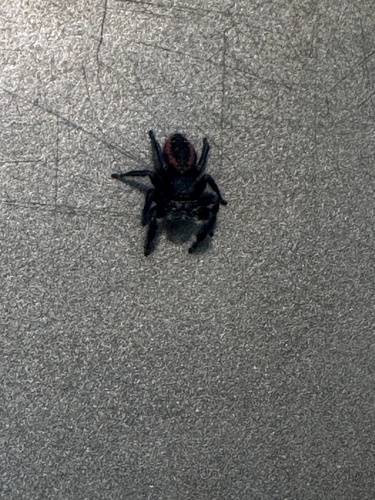 Johnson's Jumping Spider