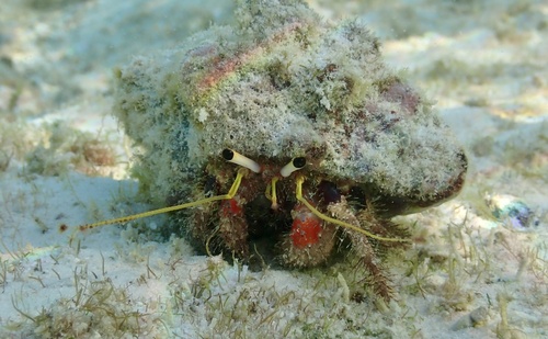 Dardanus sanguinocarpus observed 2026-05-08