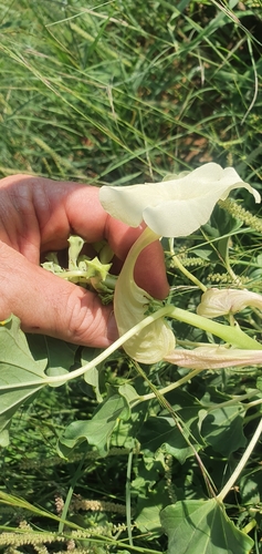 Sackflower (Holubia saccata)