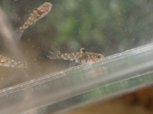 Threespot pygmy goby (Pandaka trimaculata) — Gobiidae — 2