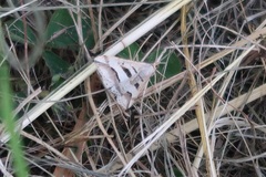 Chiasmia subcurvaria