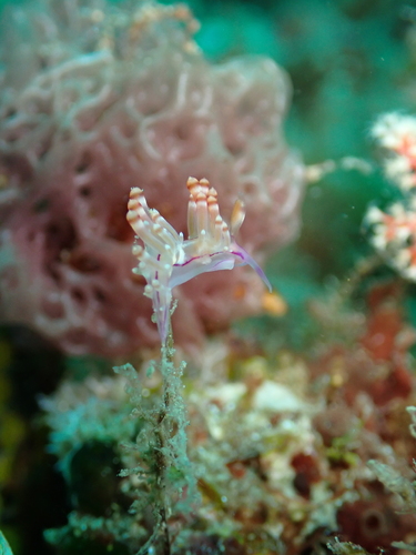 Coryphellina flamma
