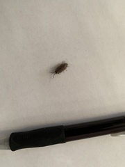 Porcellio spinicornis