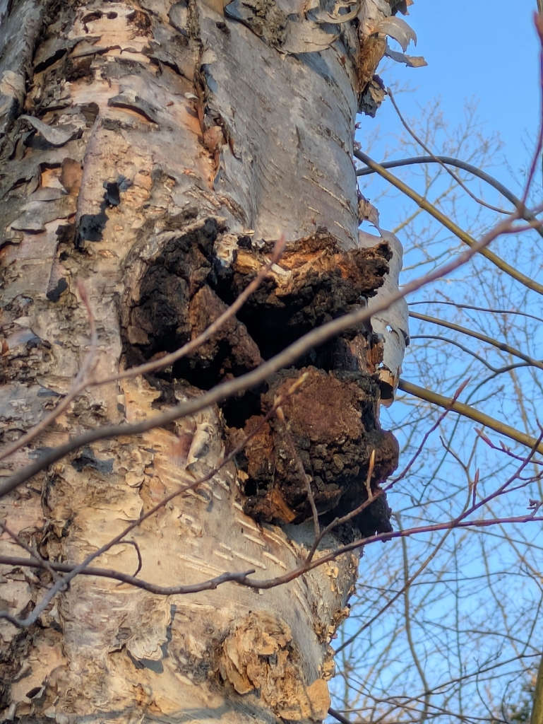 chaga · May 2026 · photo: Photo: no rights reserved · iNaturalist