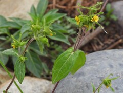 Sigesbeckia jorullensis
