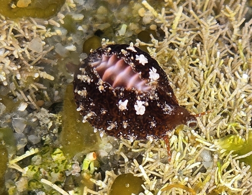 Pseudopusula californiana