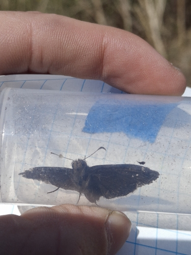 iNaturalist observation photo of Funereal Duskywing