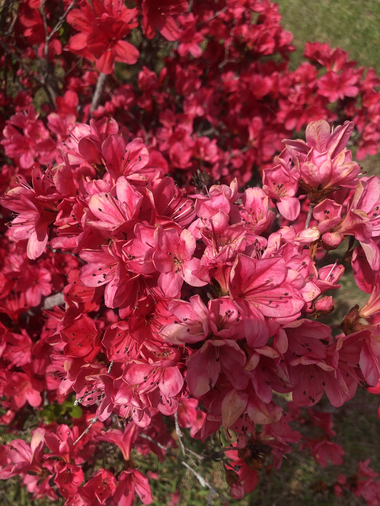 Photos of Tsutsusi Azalea (Rhododendron indicum) · iNaturalist