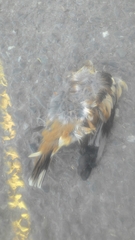 Carduelis carduelis