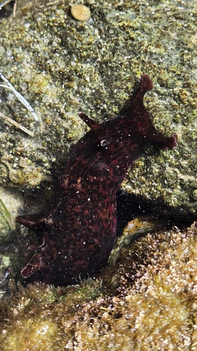 Aplysia californica