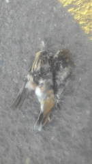 Carduelis carduelis
