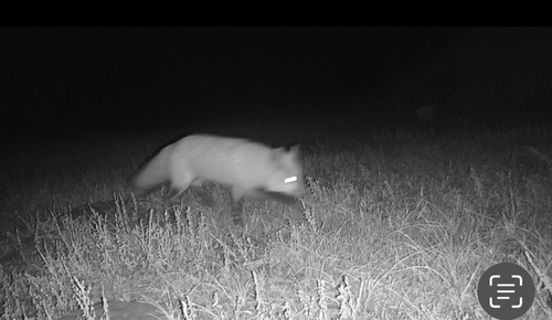 Red Fox photographed in North Dakota