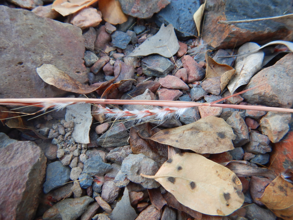 Schizachyrium dolosum