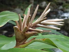 Hedychium flavescens