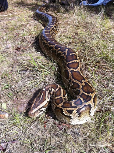 Photo of a Burmese Python (Python bivittatus)