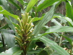 Hedychium flavescens